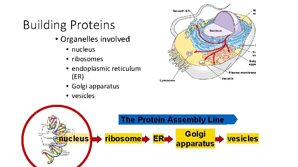 Building Proteins • Organelles involved • nucleus • ribosomes • endoplasmic reticulum (ER) •