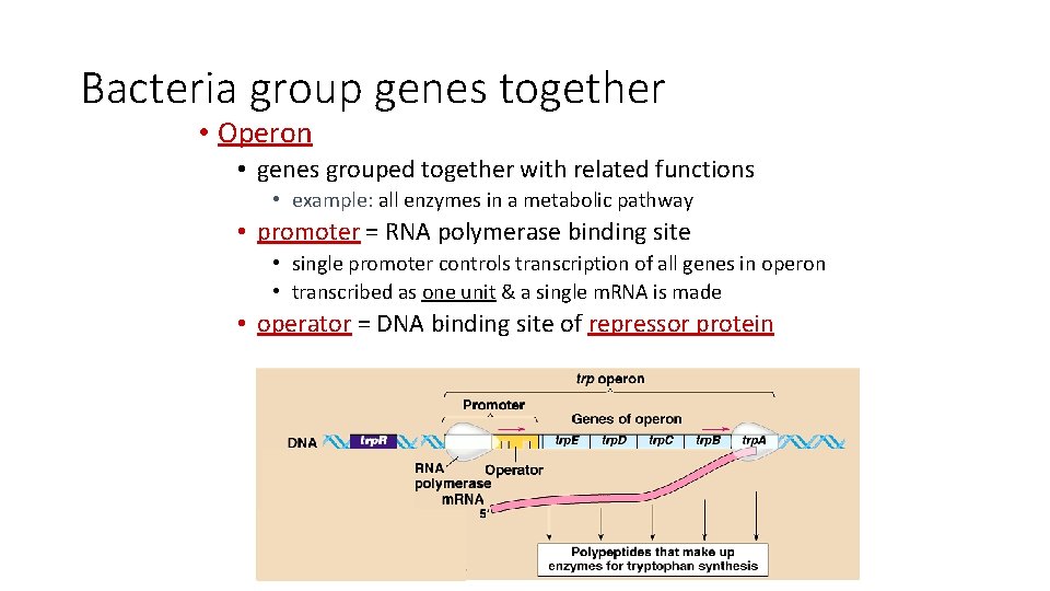 Bacteria group genes together • Operon • genes grouped together with related functions •