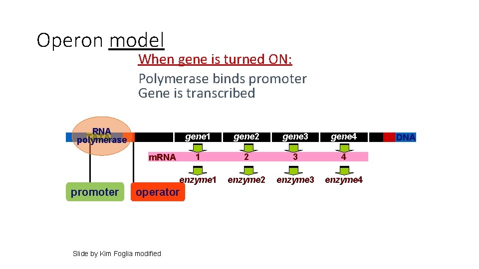 Operon model When gene is turned ON: Polymerase binds promoter Gene is transcribed RNA