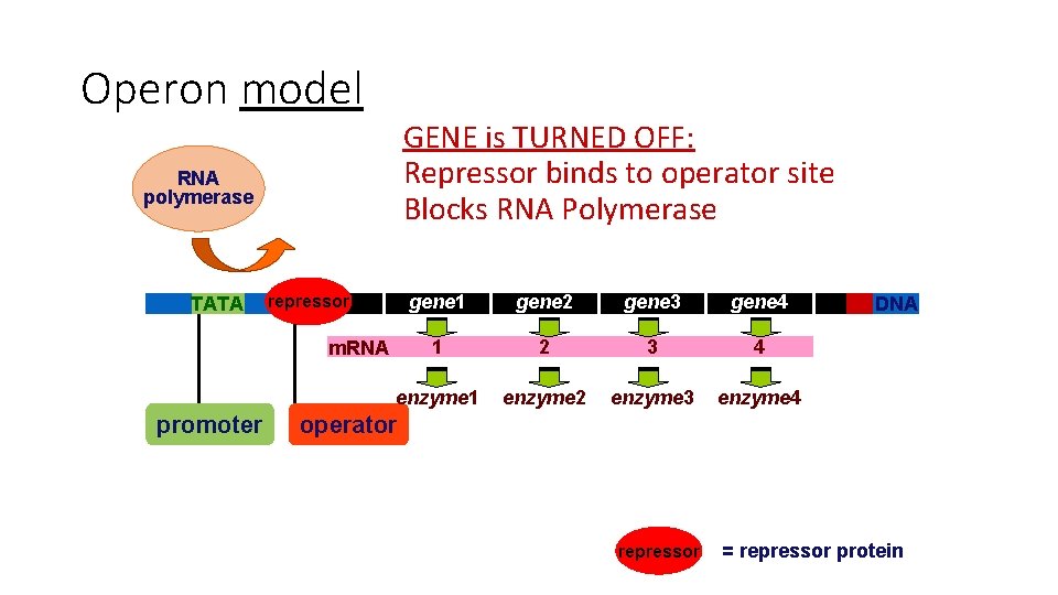 Operon model GENE is TURNED OFF: Repressor binds to operator site Blocks RNA Polymerase