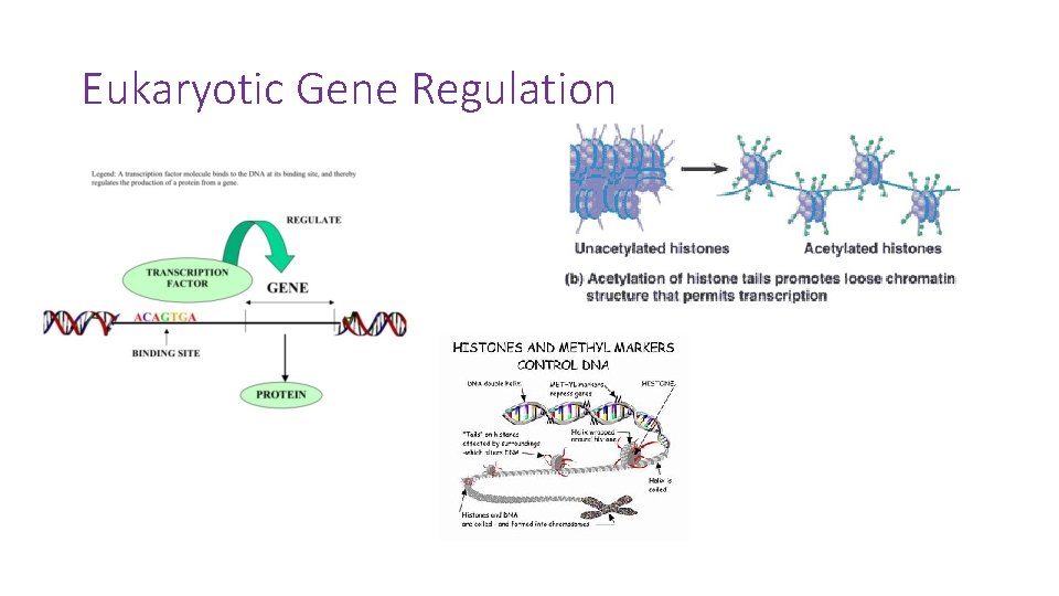 Eukaryotic Gene Regulation 