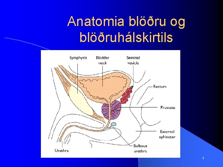 Anatomia blöðru og blöðruhálskirtils 2 