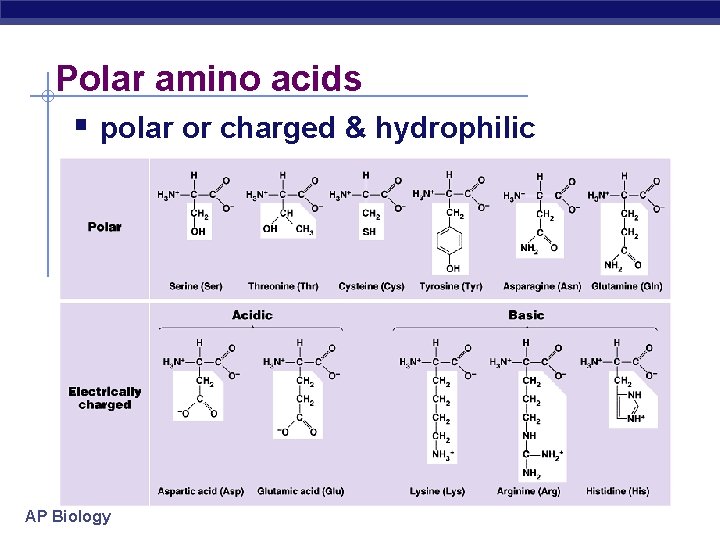 Polar amino acids polar or charged & hydrophilic AP Biology Polar amino acids polar or charged & hydrophilic AP Biology