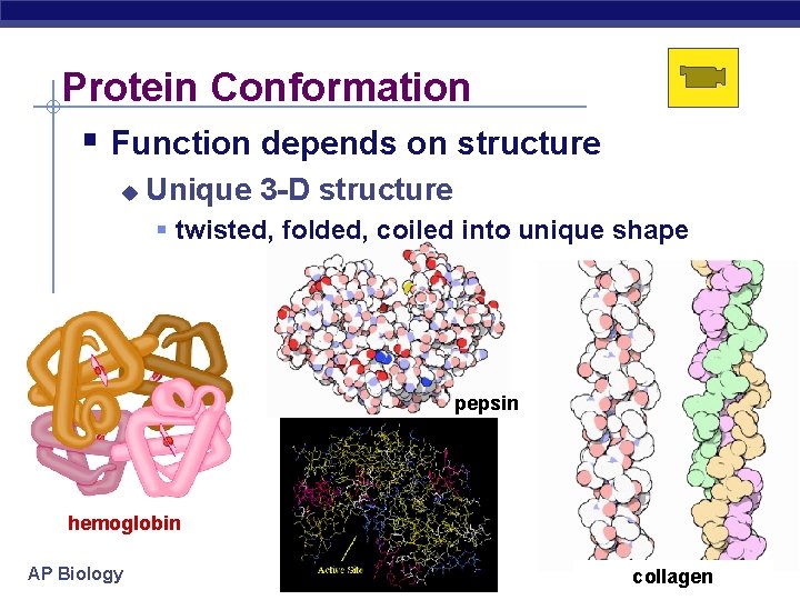 Protein Conformation Function depends on structure Unique 3 -D structure twisted, folded, coiled into