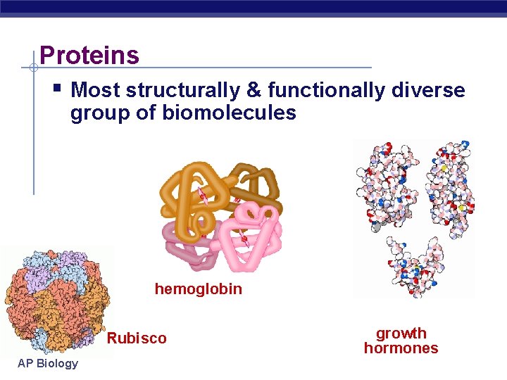 Proteins Most structurally & functionally diverse group of biomolecules hemoglobin Rubisco AP Biology growth