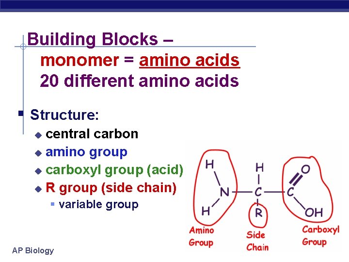 Building Blocks – monomer = amino acids 20 different amino acids Structure: central carbon