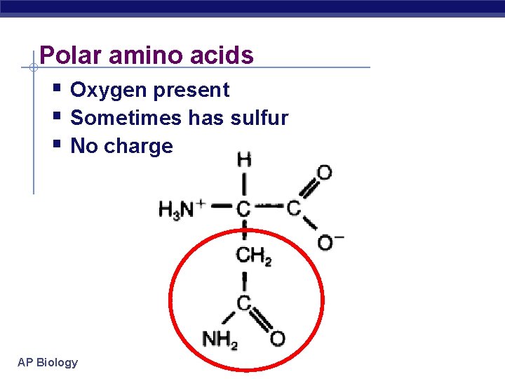 Polar amino acids Oxygen present Sometimes has sulfur No charge AP Biology Polar amino acids Oxygen present Sometimes has sulfur No charge AP Biology