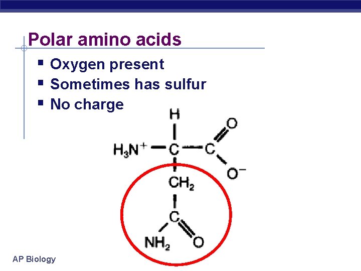 Polar amino acids Oxygen present Sometimes has sulfur No charge AP Biology 