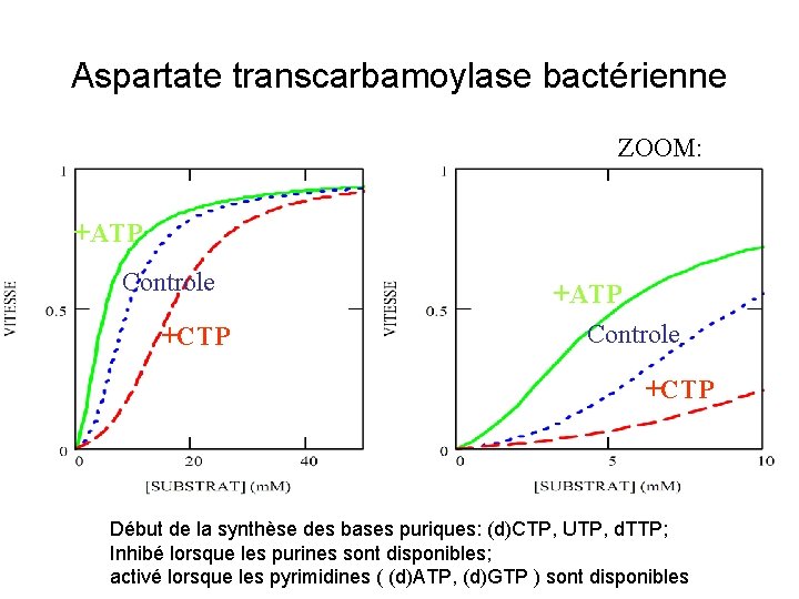 Aspartate transcarbamoylase bactérienne ZOOM: +ATP Controle +CTP Début de la synthèse des bases puriques: