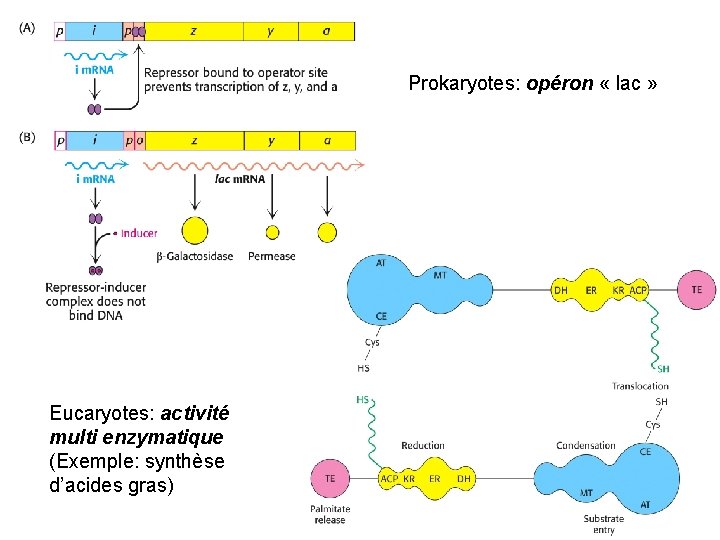 Prokaryotes: opéron « lac » Eucaryotes: activité multi enzymatique (Exemple: synthèse d’acides gras) 