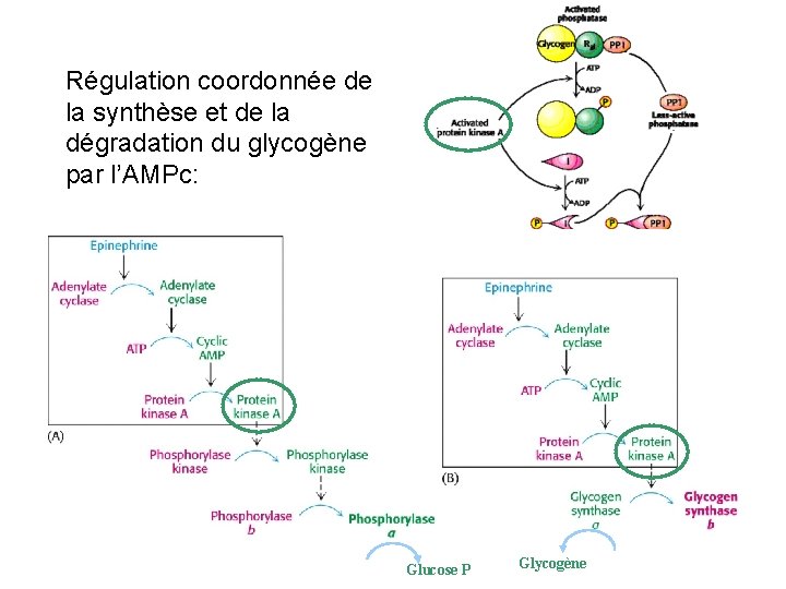 Régulation coordonnée de la synthèse et de la dégradation du glycogène par l’AMPc: Glucose