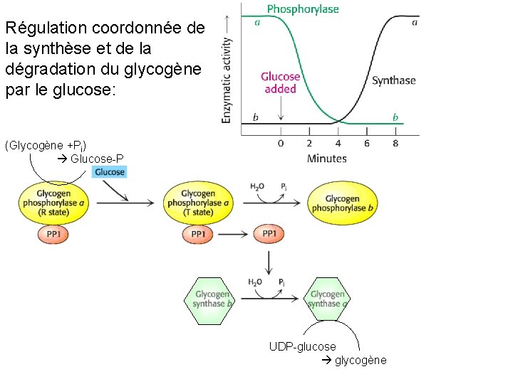 Régulation coordonnée de la synthèse et de la dégradation du glycogène par le glucose: