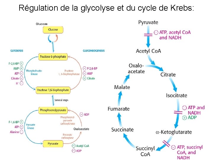 Régulation de la glycolyse et du cycle de Krebs: Glucose 