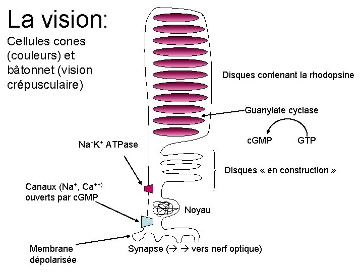 La vision: Cellules cones (couleurs) et bâtonnet (vision crépusculaire) Disques contenant la rhodopsine Guanylate