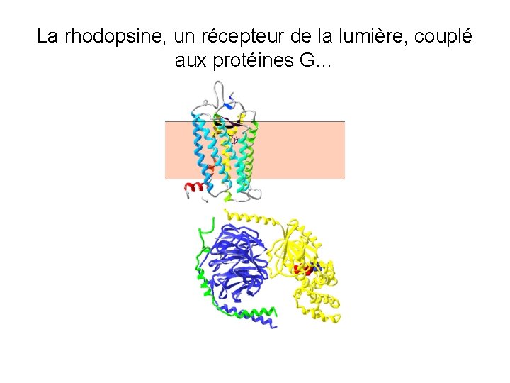 La rhodopsine, un récepteur de la lumière, couplé aux protéines G… 