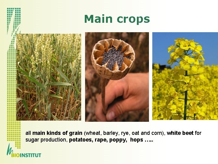 Main crops all main kinds of grain (wheat, barley, rye, oat and corn), white