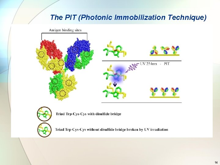 The PIT (Photonic Immobilization Technique) 14 