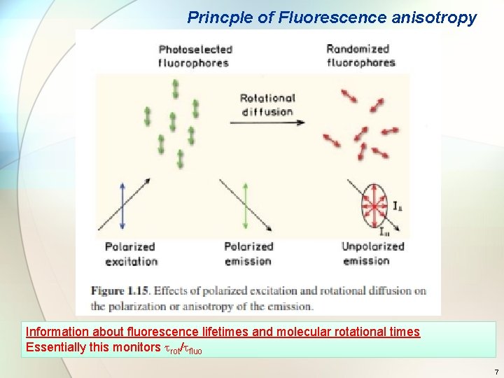 Princple of Fluorescence anisotropy Information about fluorescence lifetimes and molecular rotational times Essentially this