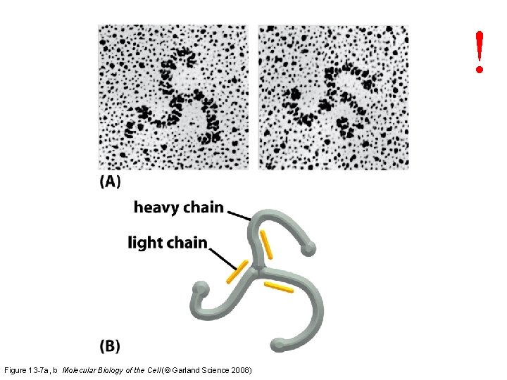 ! Figure 13 -7 a, b Molecular Biology of the Cell (© Garland Science