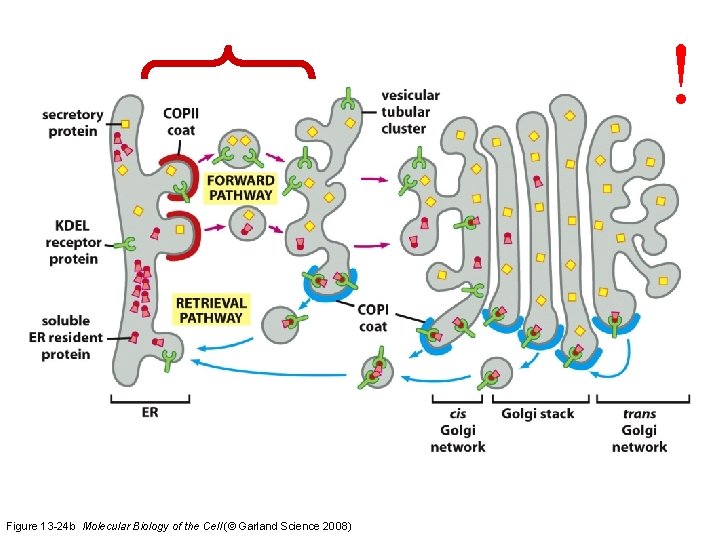 ! Figure 13 -24 b Molecular Biology of the Cell (© Garland Science 2008)