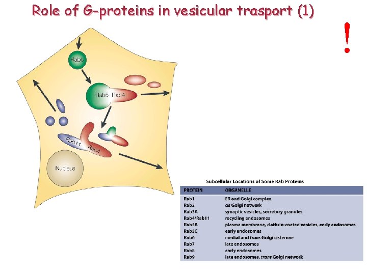 Role of G-proteins in vesicular trasport (1) ! 