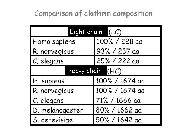 Comparison of clathrin composition Light chain Heavy chain 