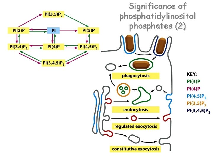 Significance of phosphatidylinositol phosphates (2) 