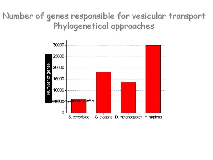 Number of genes responsible for vesicular transport Phylogenetical approaches 