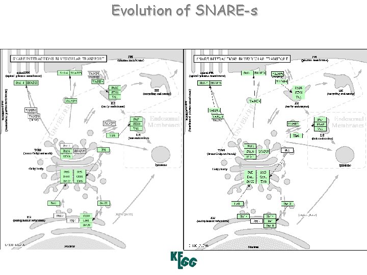 Evolution of SNARE-s S. cerevisiae H. sapiens 