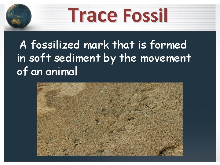 Trace Fossil A fossilized mark that is formed in soft sediment by the movement