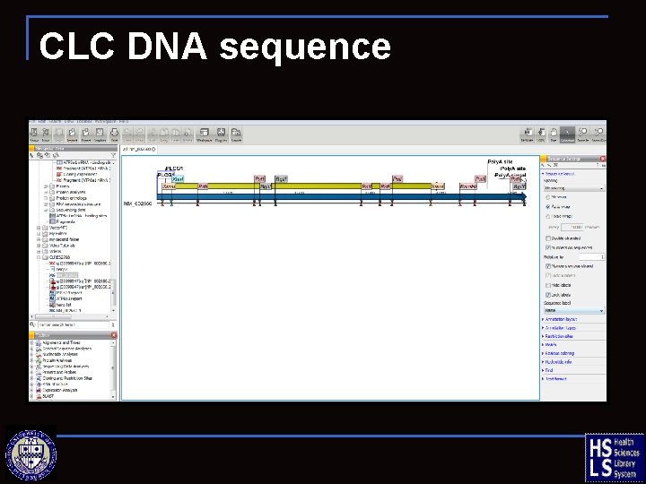 CLC DNA sequence 