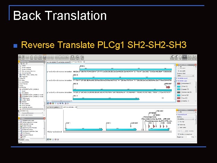 Back Translation n Reverse Translate PLCg 1 SH 2 -SH 3 