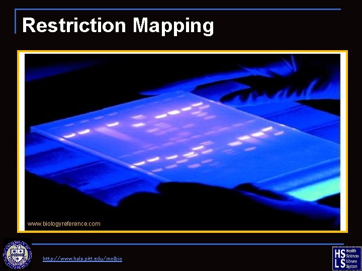 Restriction Mapping www. biologyreference. com http: //www. hsls. pitt. edu/molbio 