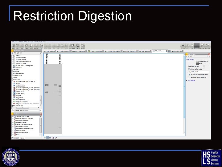 Restriction Digestion 