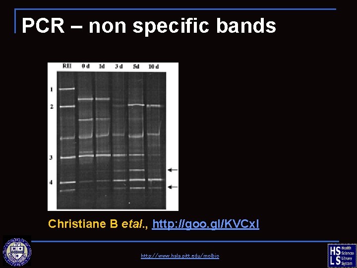 PCR – non specific bands Christiane B etal. , http: //goo. gl/KVCx. I http: