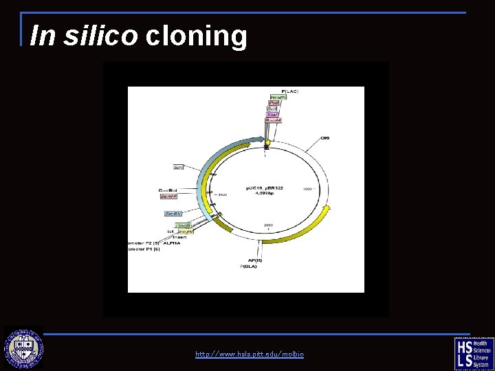 In silico cloning http: //www. hsls. pitt. edu/molbio 