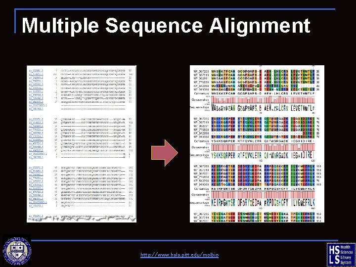 Multiple Sequence Alignment http: //www. hsls. pitt. edu/molbio 