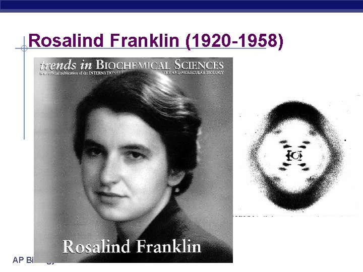Rosalind Franklin (1920 -1958) AP Biology 