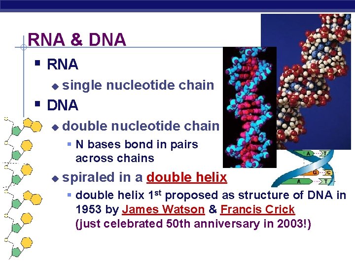RNA & DNA § RNA u single nucleotide chain § DNA u double nucleotide