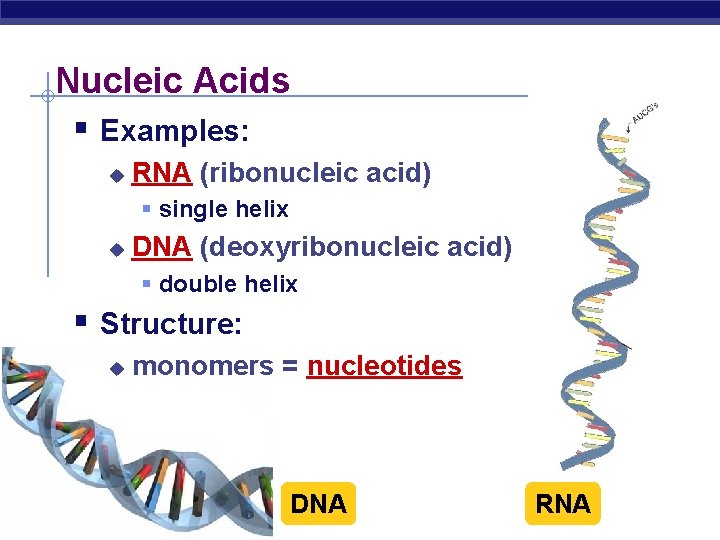 Nucleic Acids § Examples: u RNA (ribonucleic acid) § single helix u DNA (deoxyribonucleic