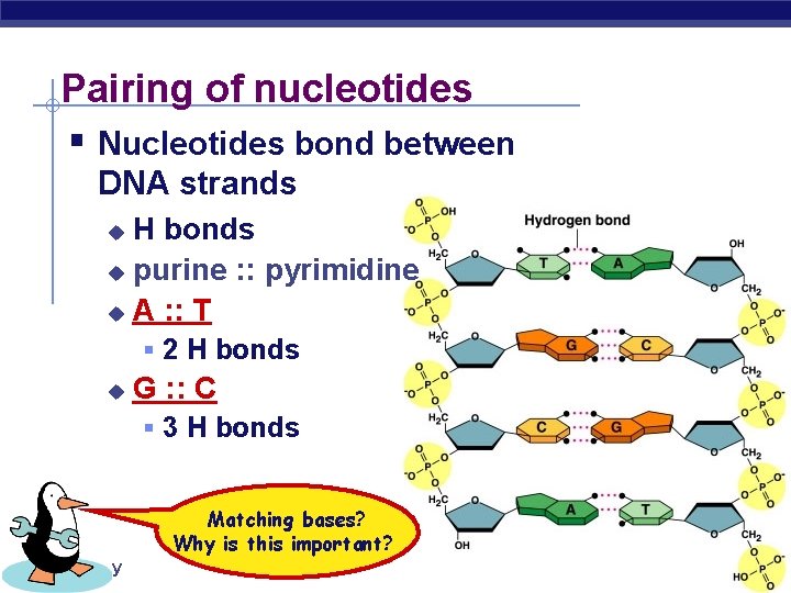 Pairing of nucleotides § Nucleotides bond between DNA strands H bonds u purine :
