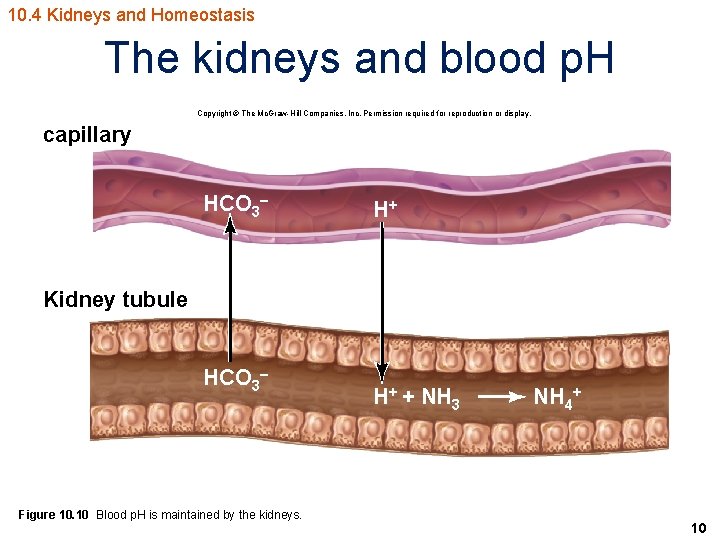 10. 4 Kidneys and Homeostasis The kidneys and blood p. H Copyright © The