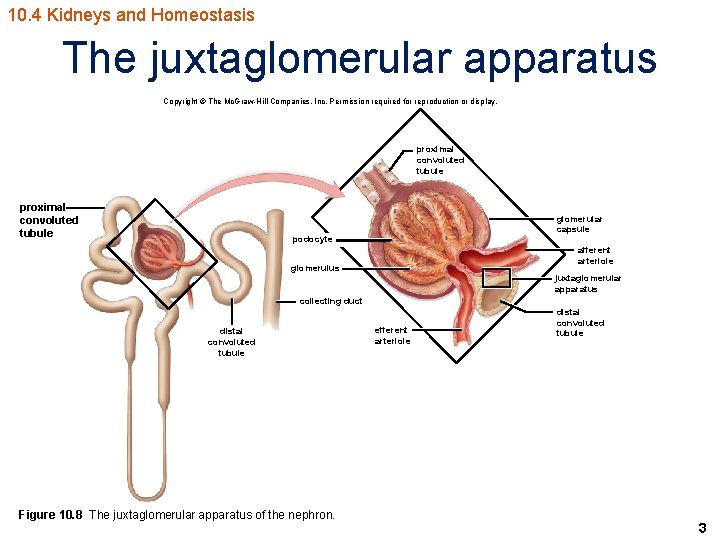 10. 4 Kidneys and Homeostasis The juxtaglomerular apparatus Copyright © The Mc. Graw-Hill Companies,