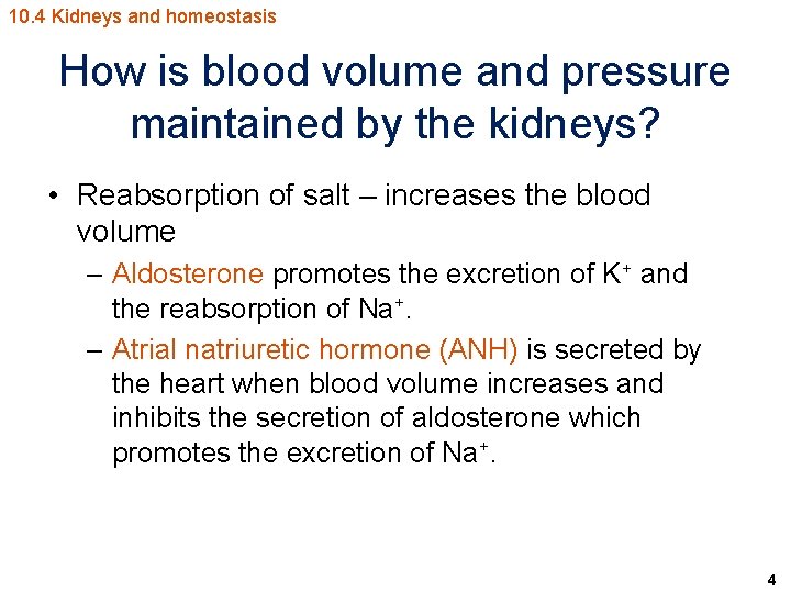 10. 4 Kidneys and homeostasis How is blood volume and pressure maintained by the