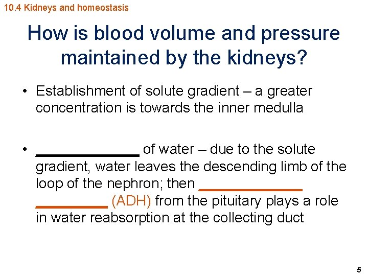 10. 4 Kidneys and homeostasis How is blood volume and pressure maintained by the