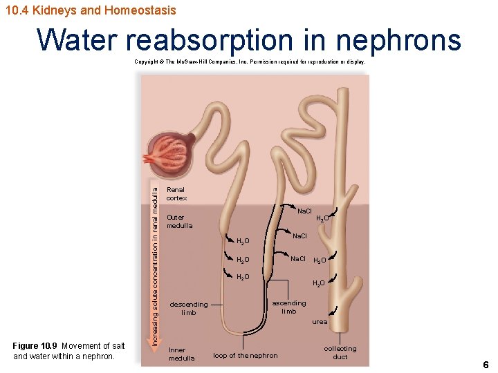 10. 4 Kidneys and Homeostasis Water reabsorption in nephrons Figure 10. 9 Movement of