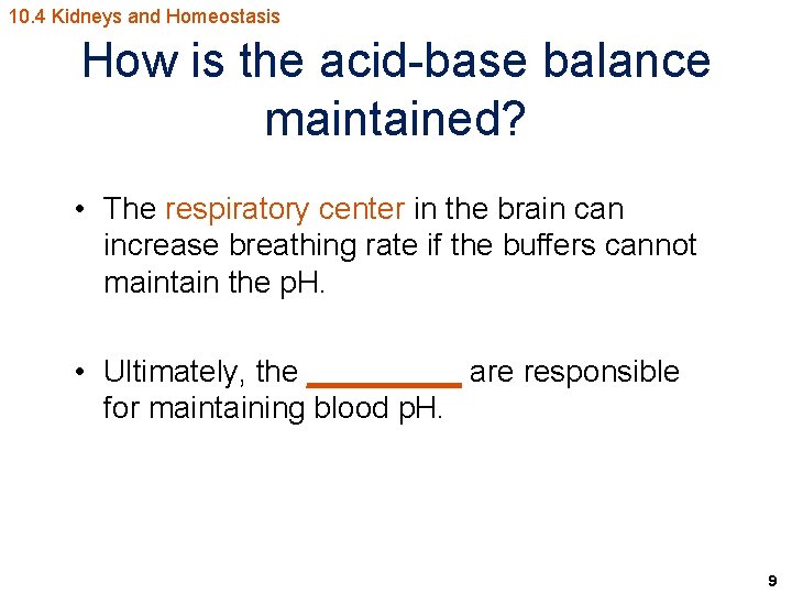 10. 4 Kidneys and Homeostasis How is the acid-base balance maintained? • The respiratory