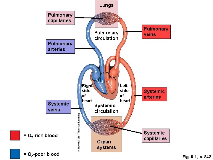 Lungs Pulmonary capillaries Pulmonary arteries Systemic veins Right side of heart Systemic circulation =