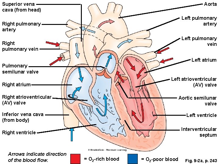 Superior vena cava (from head) Aorta Left pulmonary artery Right pulmonary artery Left pulmonary