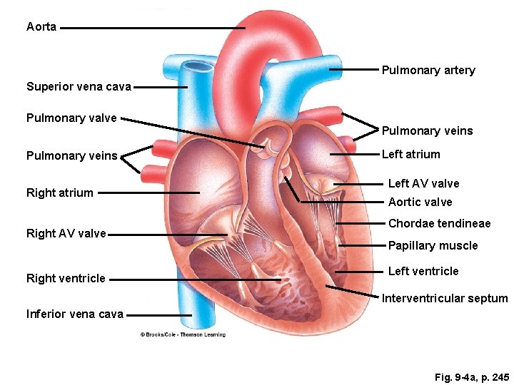 Aorta Pulmonary artery Superior vena cava Pulmonary valve Pulmonary veins Right atrium Right AV